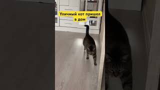 Уличный кот