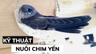 Chim yến non khám phá nhà yến. Chủ nhà cần nắm kiến thức này