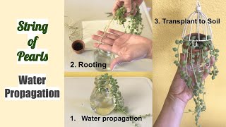 String of Pearls Water Propagation (Senecio Rowleyanus)