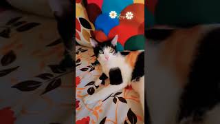 Cute Baby Kitten Lucy 😍 #tiktok #sigmarule #viral