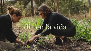 Gazapos, Crías de Oca, Pollitos y Plantamos Tomates - Un día Criando y Cultivando Nuestra Comida