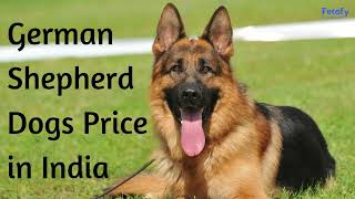 German Shepherd Dogs Price In Different Cities In India