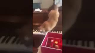 Best piano player in world | cat vs piano | cat play piano | funny animals | funny pets #pets #funny