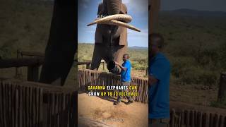 African Elephant | The Largest Land Animal