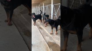 Rottweiler kennel #rottweiler #shorts #dog