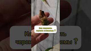 Как сохранить черенок?