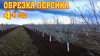 Правильная обрезка персика/4-й год после посадки/опытный участок/pruning a peach for the 4th year