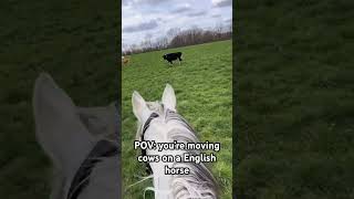 Cow pushing on an #ottb #horse #findyourhorse #equestrain #equestrainlife #equines