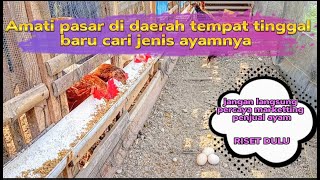 Peternak pemula jangan sampai termakan omongan marketting ayam Riset kemana lakunya#ayamkampung#ayam