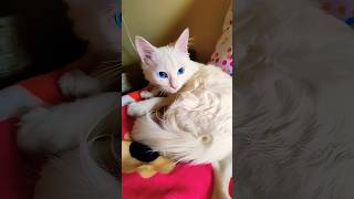 Cute Cat Video 🥰