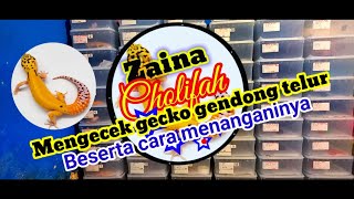 Saatnya cek gecko yang sudah gendong telur dan cara mengatasinya.