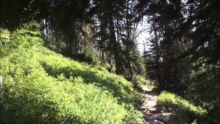 Black bear hiking down from Teton