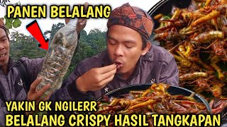 berburu belalang dan mengolah di tengah hujan dan petir || survival skills di tengah sawah