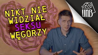 Gdzie TO robią węgorze?