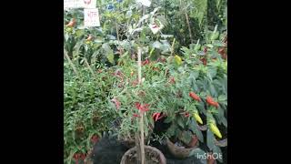 Fuler Mela | Jangipur Fuler Mela | Flower Fair | Raghunathganj , Murshidabad