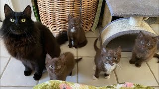 Cat Blossoms After Family Opened Their Door to Her and Her Kittens