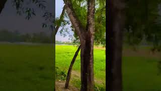 View from a train #travel #bangladesh #nature #ytshorts