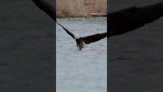 How I survive 😱 #shorts #eagle #eaglenews #shortvideo #animals