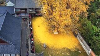 El antiguo árbol Gingo hace de oro el piso