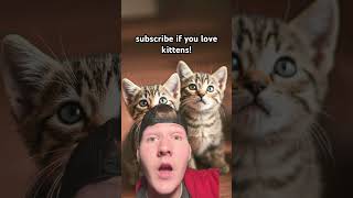 #cute #viralvideo #kittens #cutecat #subscribe #shortvideo #shorts