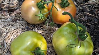 How to grow Tomatoes in your backyard by Jeansy Veral