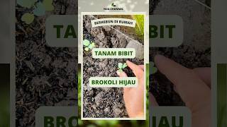 Cara menanam brokoli hijau #berkebun #tanambrokoli #tanamsayur #shorts