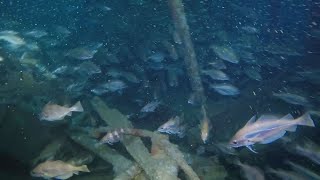 Dive Guernsey - Saint Malo - 27/7/19