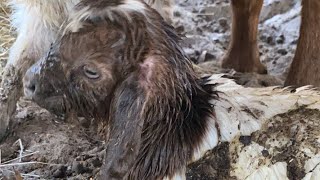 Pickles is having baby goats LIVE