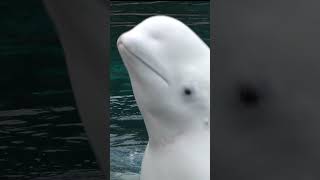 BELUGA WHALE Playing Peek-A-Boo with Nice Charming Smile at MarineLand, Niagara Falls #shorts #whale