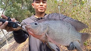 Di luar Nalar...!! Sungai ini Di Huni Jutaan Ikan Nila😱😱