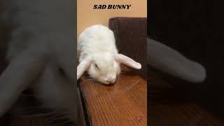 From tears to joy   the uplifting tale of a sad bunny's transformation