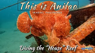 This is Anilao : Batfish, Frogfish & Electric Clams