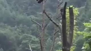 Panda all alone  sitting on his  little chair on the top of tree