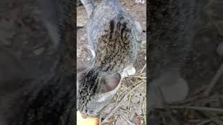 Meong meong meong#shortvidio #funny #viralvideo #kucinglucu #cute