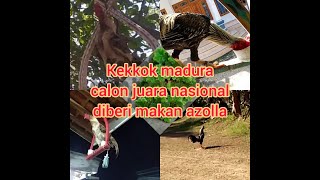 Ayam kekkok madura suara juara nasional makan Azolla