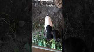 Kambing makan rumput | Goat