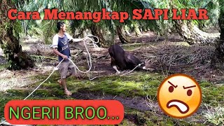 CARA MENANGKAP SAPI LIAR..