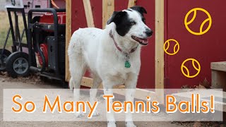 Border Collie gets 36 new tennis balls at once