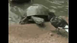 Прикол! Черепаха сожрала птицу Funny! Turtle ate the bird