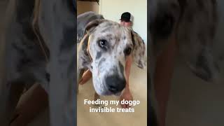 Treat ? #viral #puppy #viralvideo #dog #funny