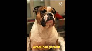 American petbull one of the most strong and aggressive dog breed||# WhatsApp status.