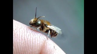 Синяя осмия заселилась в тростниковой трубке (Osmia caerulescens)