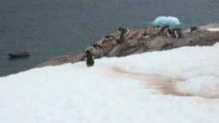 Penguins in Antarctica