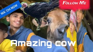 Cow Lai herna Jada yesto vayo #cbadhikarivlogs#babu #ramailo