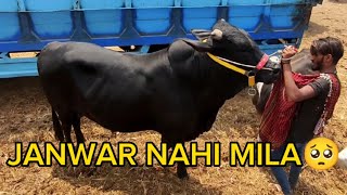 Kuhwari kaat Kai wapsi agae 😢 | Janwar nahi mila 😕 | Bakra Eid Season Start 😍