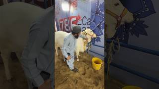 Cow Ne Attack Kar Diya #shorts #youtubeshorts