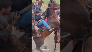 Battle with horses🔥|نبرد با اسب ها🔥#animals #horse #battle #cavalo #حصان #اسب #جنگ