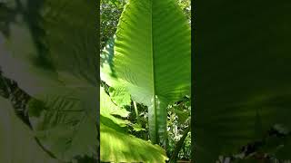 Alismatales. Araceae. Alocasia robusta. Borneo.