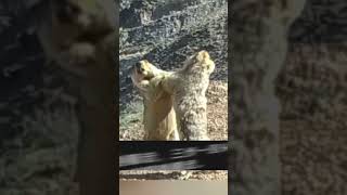 The dancing prairie dog is really funny and cute! #Chinanews #dancing #prairiedog  #funny #cute