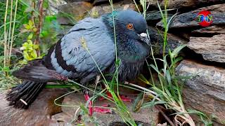 He is No More ! Pigeon falldown intu water - THE NATURE